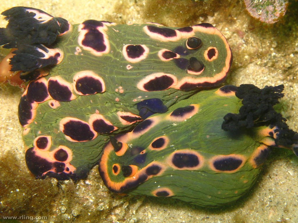 Nembrotha rosannulata